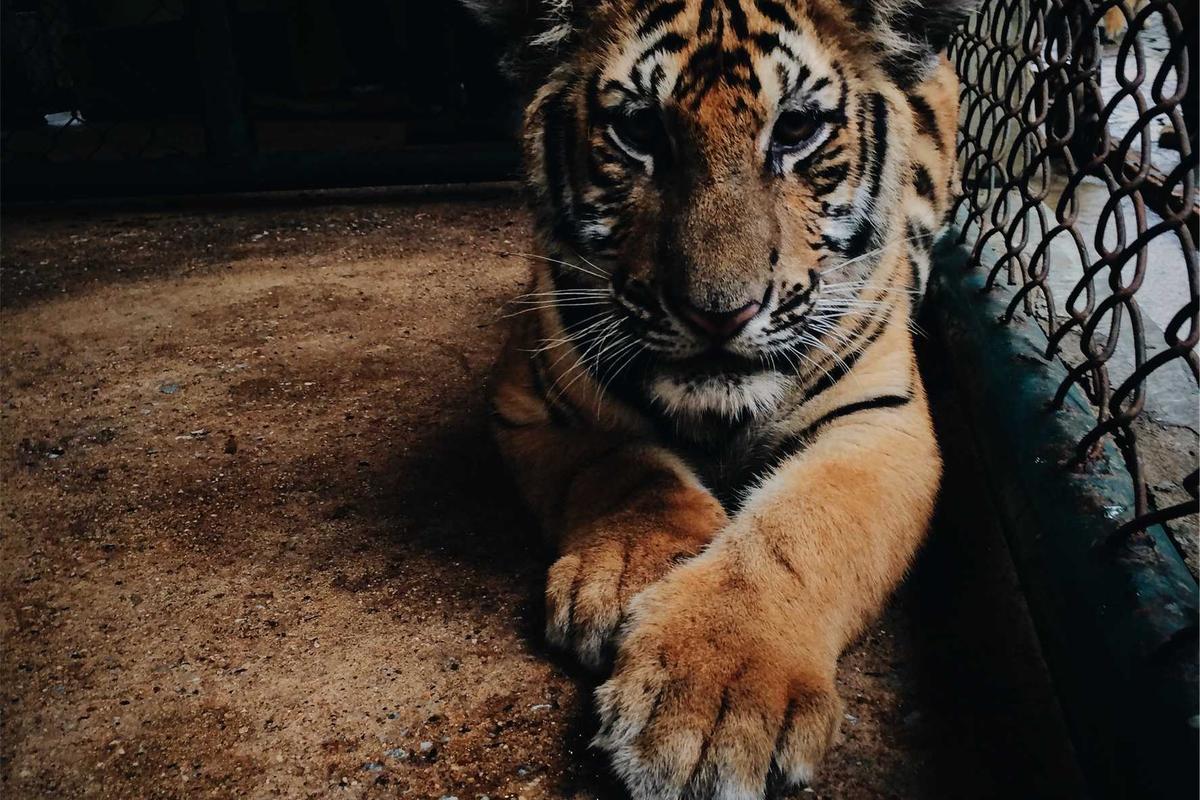 Grafik Harga Emas Antam Batangan (19 April 2026), Hari Ini Naik atau Turun?