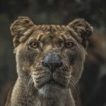 Daftar Harga Emas Hari Ini Antam di Pegadaian (28 April 2026) | Pusat Data Ekonomi dan Bisnis Indonesia