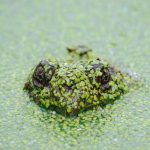 Harga Emas Antam Hari Ini 18 April 2026, Cek Rinciannya