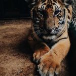 Grafik Harga Emas Antam Batangan (19 April 2026), Hari Ini Naik atau Turun?