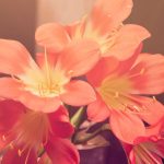 UPDATE Harga Emas Per Mayam di Aceh Hari Ini 19 April 2026: Abdya & Lhokseumawe Masih Stagnan