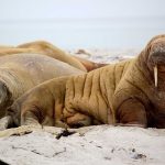 Daftar Harga Emas Antam Hari Ini, 17 April 2026 Turun Rp20.000