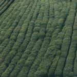 Harga Emas Antam Rabu 22 April 2026 Turun Rp50.000, Buyback Anjlok Hari Ini