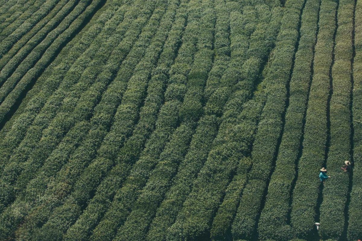 Harga Emas Antam Rabu 22 April 2026 Turun Rp50.000, Buyback Anjlok Hari Ini